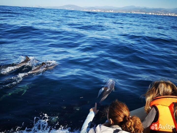 Экскурсия Сочи Экспедиция К Черноморским Дельфинам
