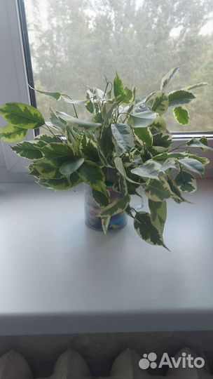 Фикус бенджамина пестролистный