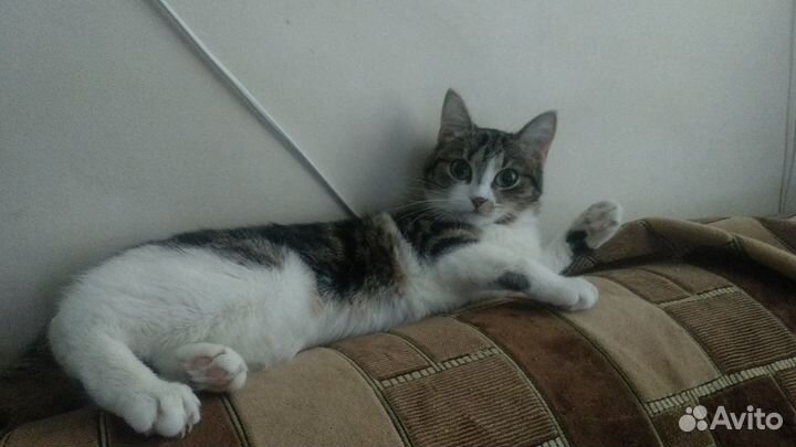 Передержка кошек и няня для котиков