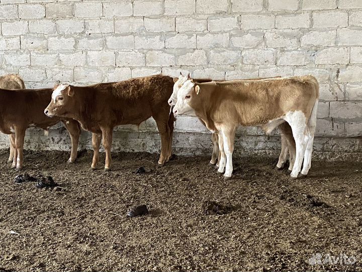 Продаются бычки