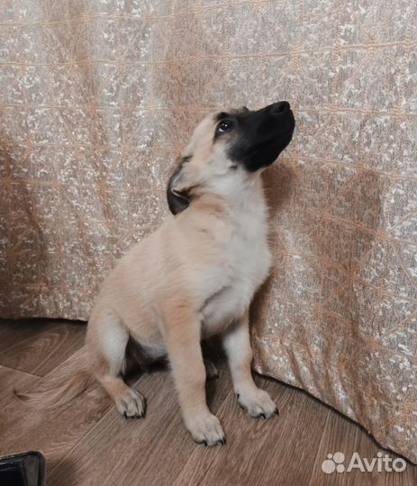 Пристройство собак