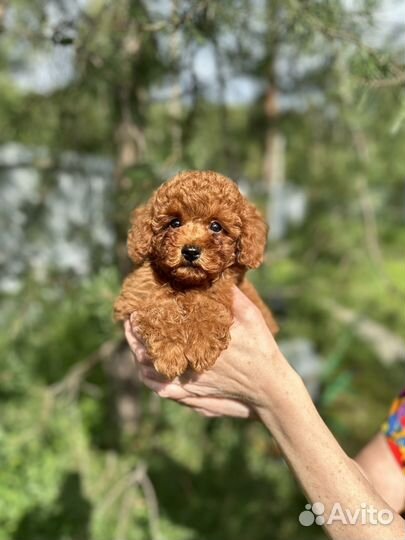 Той пудель мини