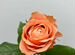 Пионовидная премиальная роза сорта Кахала