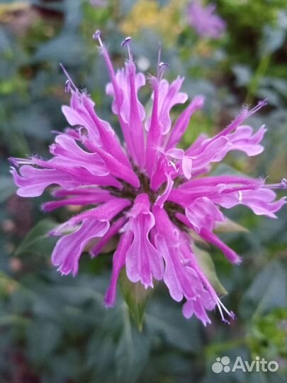 Семена монарды