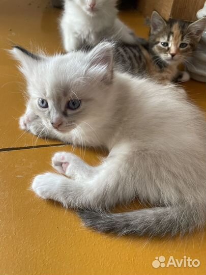 Котята в добрые руки