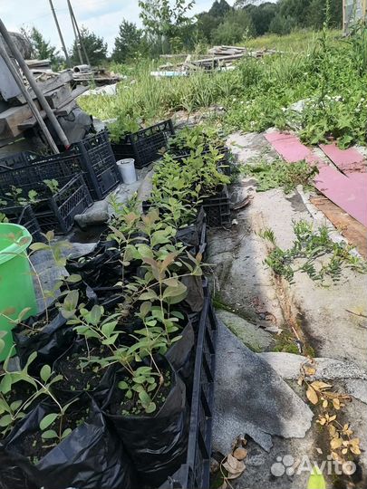 Саженцы жимолости