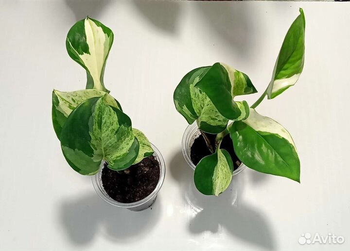 Комнатные растения