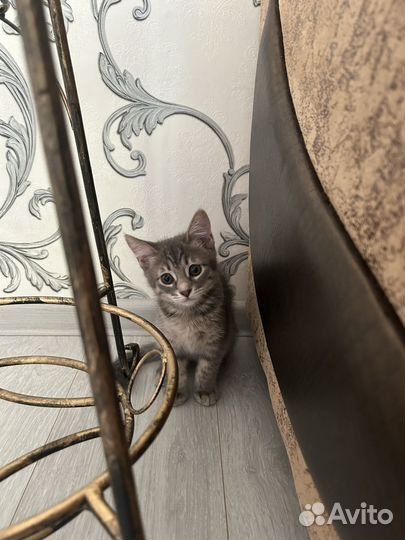 Кошечка в добрые руки