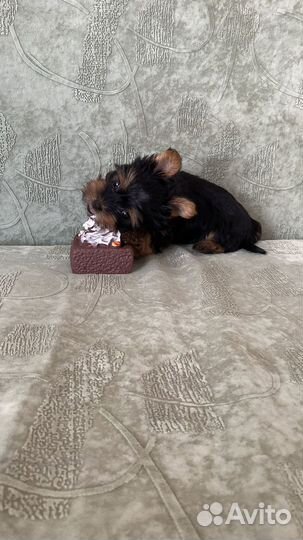 Мини йорк мальчик