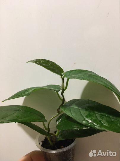 Фикус вилоза