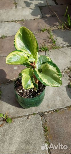 Комнатные растения