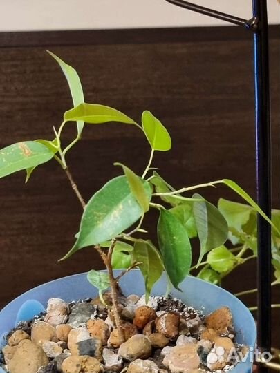 Герань фикус пеларгония