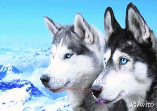 Алмазная мозаика 30x40 Две пушистые лайки на фоне