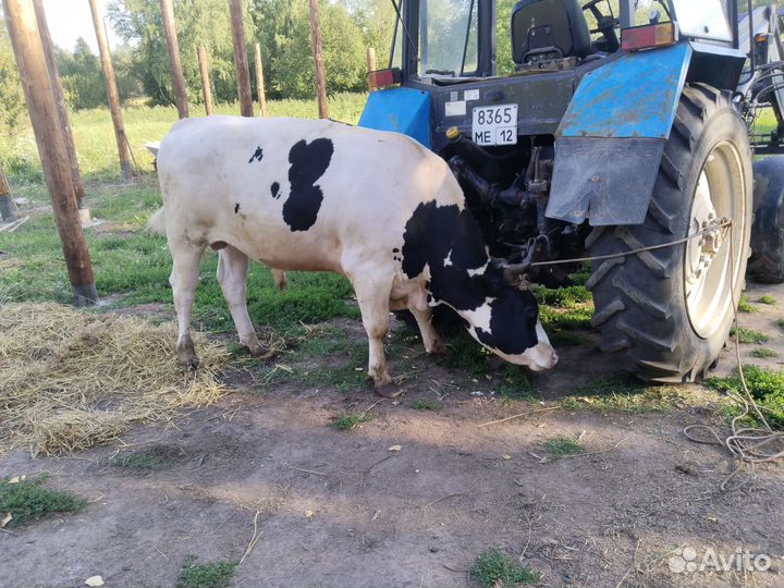 Мясо говядина (быки)