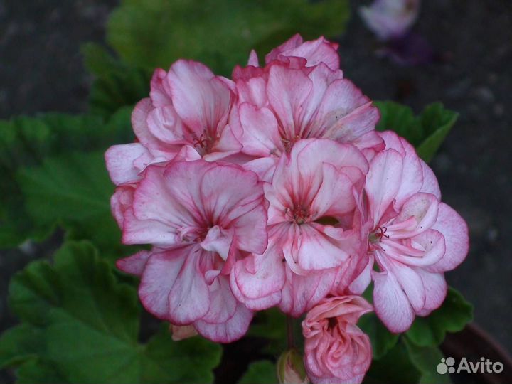 Пеларгония Occold Lagoon