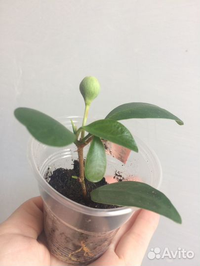 Фикус диверсифолия грин