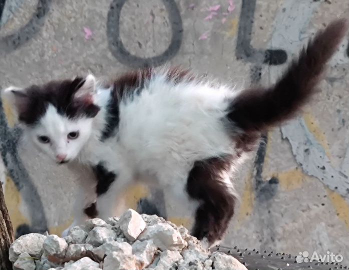 Отдам милых ласковых ручных очаровательных котят