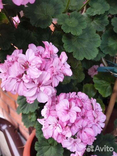 Пеларгония