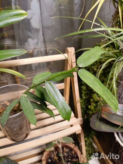 Хойя пандурата