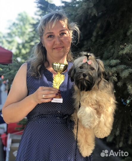 Русская цветная болонка