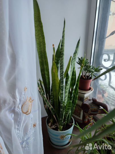 Сансевиерия