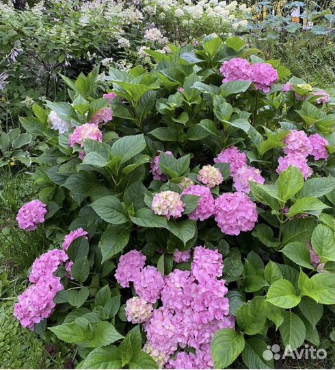 Бесконечное лето гортензия
