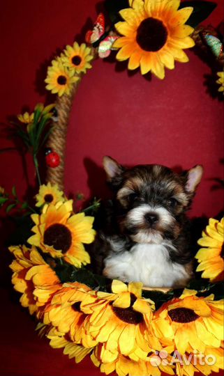 Цветной йорк