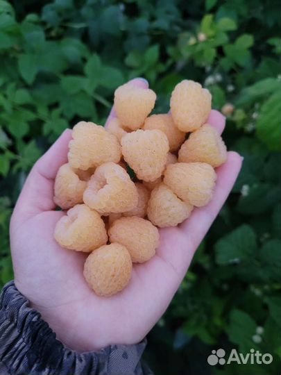 Малина рем.сорта