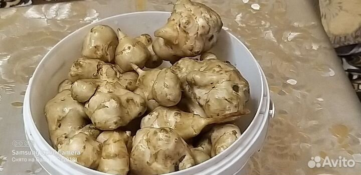 Топинамбур