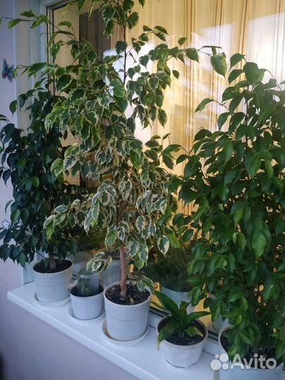Фикус бенджамина