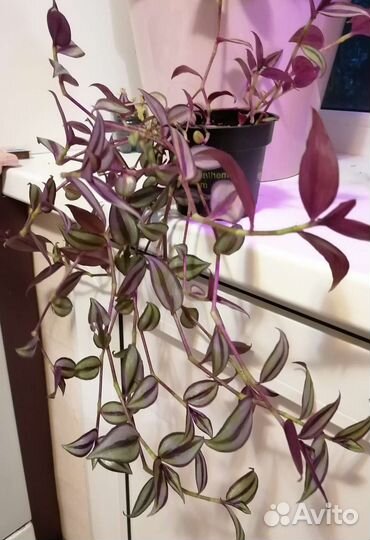 Традисканция тигровая