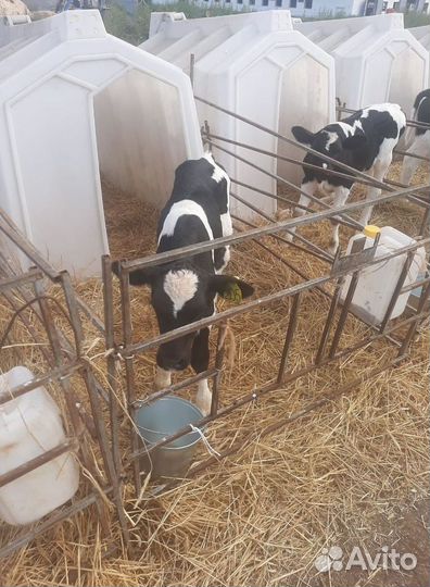 Бычки и телята холмогоры