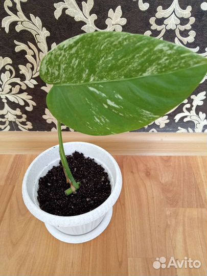 Монстера вариегатная альба