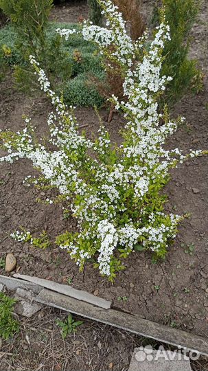 Деревья, кустарники