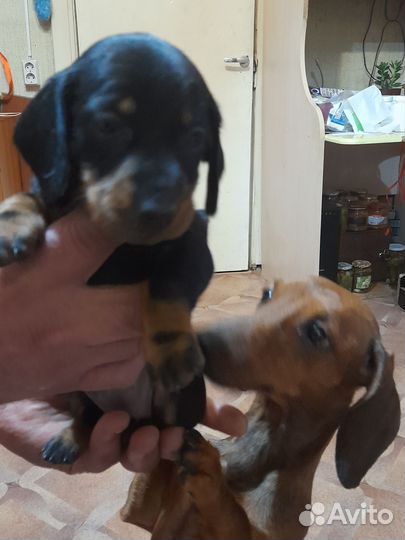 Щенки таксы