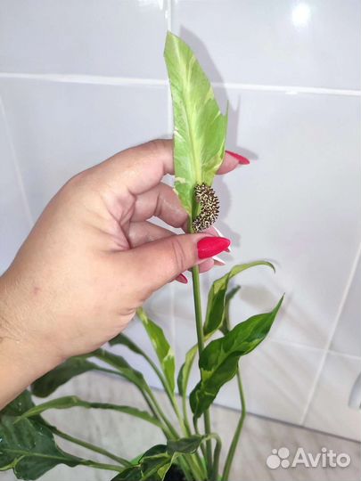 Спатифиллум вариегатный Индонезийский Дели