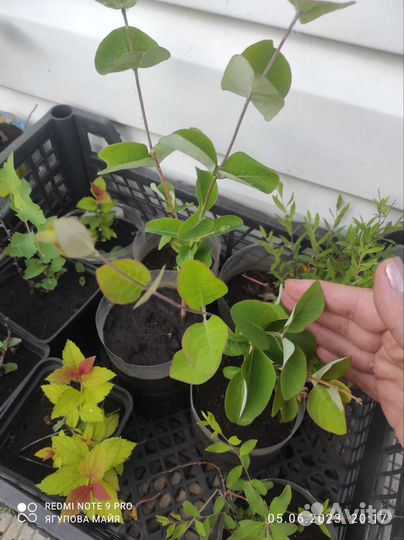 Ива Нана,бульдонеж,спирея японская