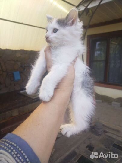 Сибирская кошка