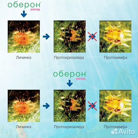 Оберон рапид