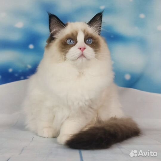 Клубные котята Ragdoll