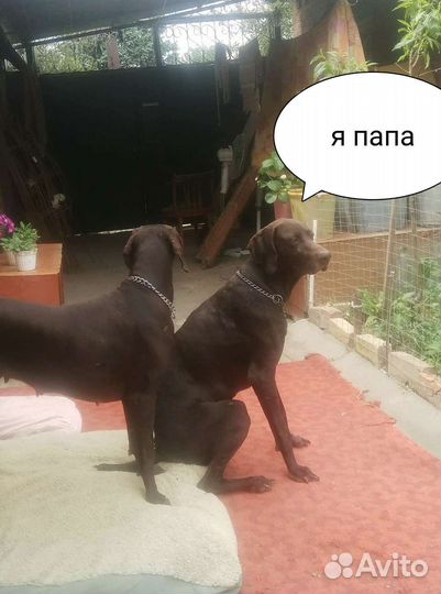 Курцхаар