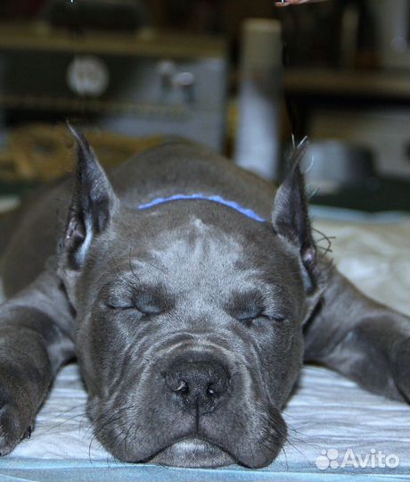 Высокопородный щенки голубых окрасов