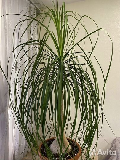 Бокарнея Нолина Пальма