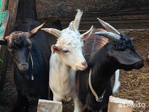 Козлы, 7 месяцев