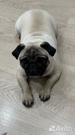 Мопс вязка мальчик