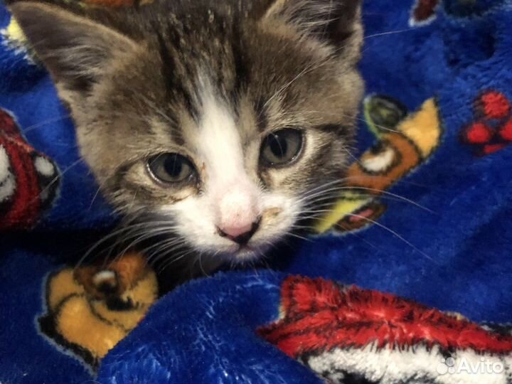 Котенок девочка
