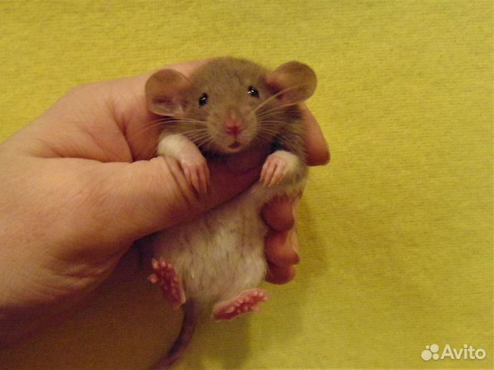 Крысы, крысята дамбо от заводчика, клетки