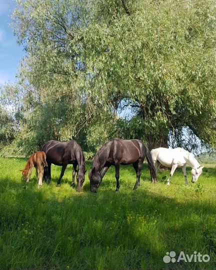 Лучшее органическое удобрение