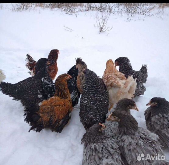 Куры молодки несушки