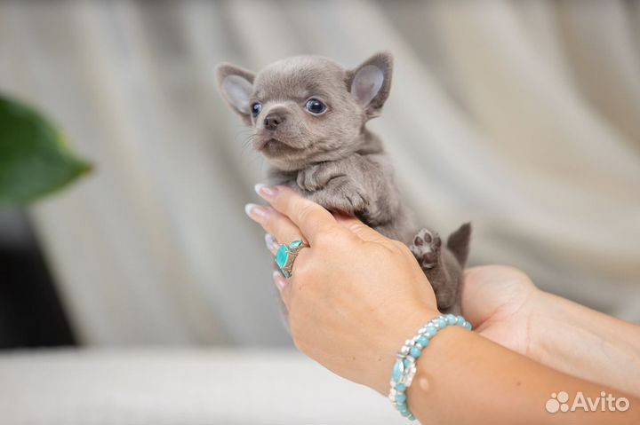 Шикарные щенки Чихуахуа